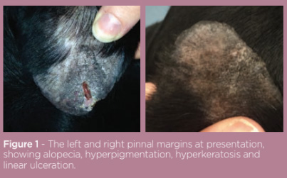 Ear margin hyperkeratosis treatment clearance